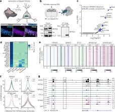 DNA repair